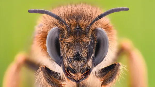 Why tiny bee brains could hold the key…