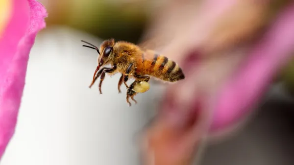 photo of Honey bees have their own personal flight paths and fly them with stunning precision image