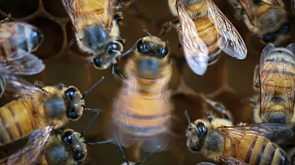 Honey bees dance better with an audience