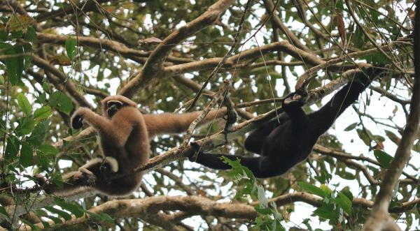 What drives the trafficking of gibbons?…