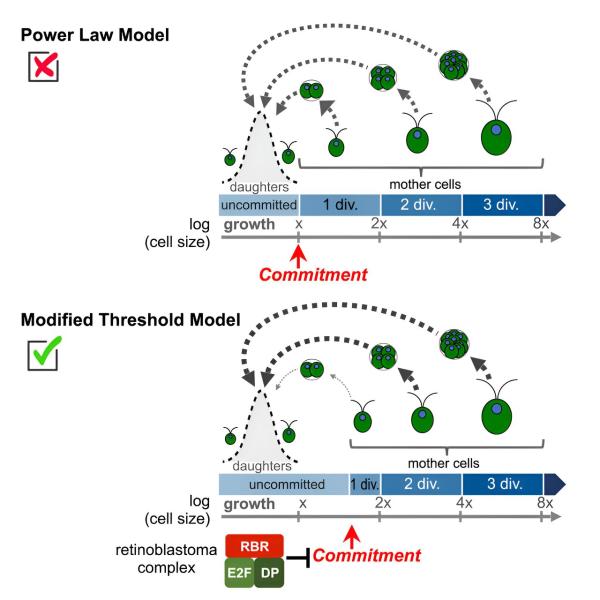 photo of How green algae count cell divisions illuminates key step needed for the evolution of multicellular life image