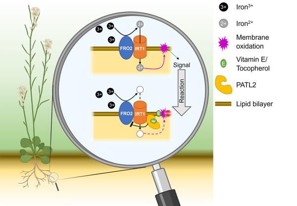 photo of How plants protect themselves from oxidative stress during iron uptake, and why this is also important for humans image