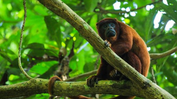 Study offers first map of Amazon’s&hellip;