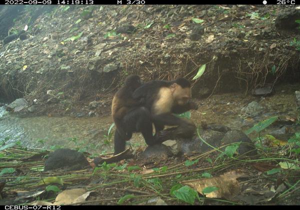 5 unexpected animal behaviors we learned…