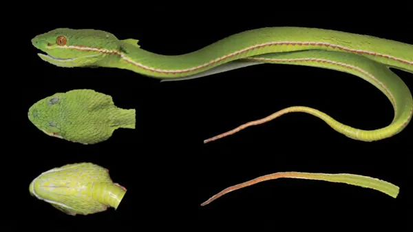 DNA reveals a hidden pitviper species in&hellip;