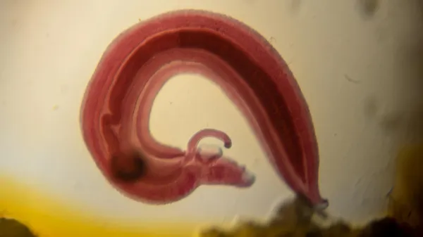 The parasite that turns off your…