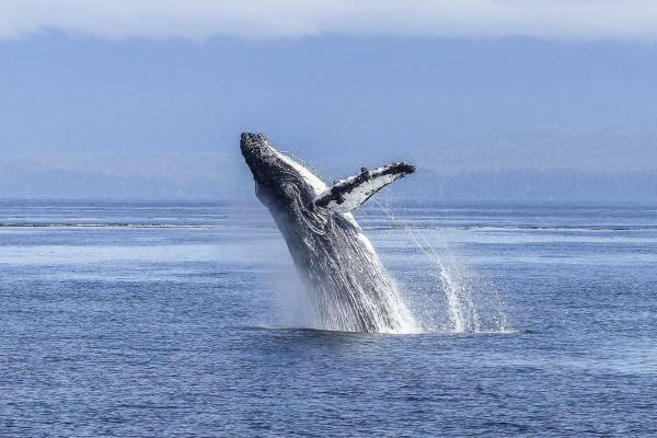 Australia celebrates ‘humpback…
