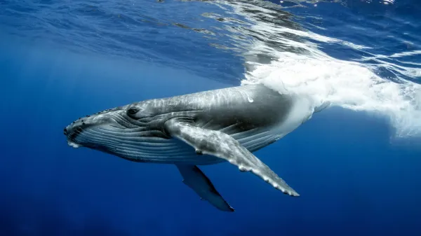 photo of Humpback whale breaks migration record with 15,000 kilometer ocean journey image