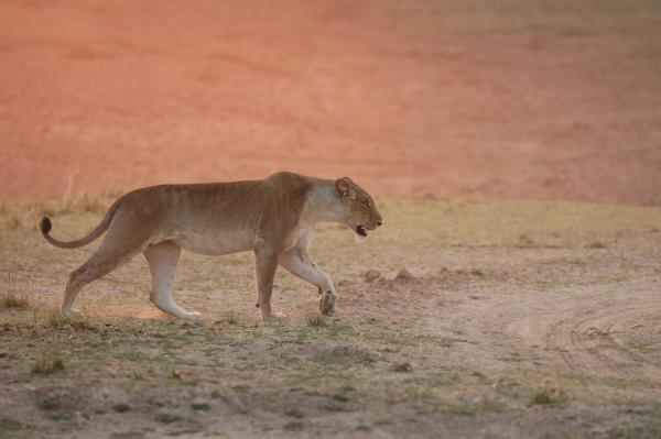 World Lion Day: The communities living…