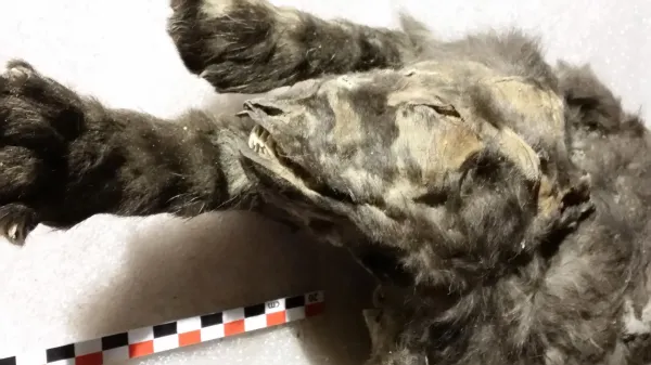 photo of These frozen wolf cubs ate a woolly rhino—and changed what we know about dogs image