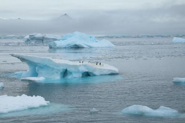 photo of This Month in Climate Science: Carbon Sinks Shrink, Bumble Bees Decline, Nightingale Wings Shorten, and Ecosystems Could&hellip; image