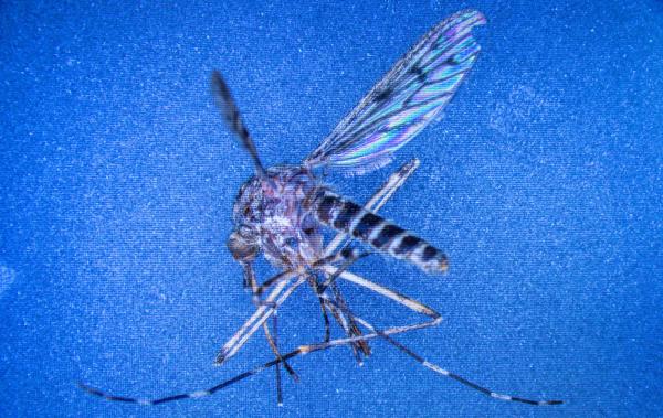 Mosquitoes found in Iceland for first…