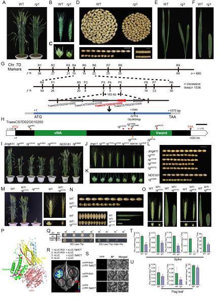 photo of Identification of a von Willebrand factor type A protein affecting both grain and flag leaf morphologies in wheat image