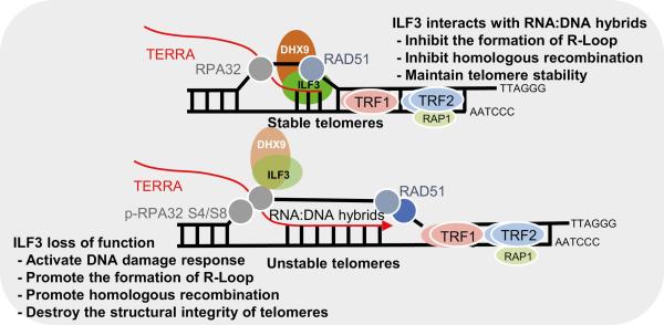 photo of Findings suggest ILF3 may function as a reader of telomeric R-loops to help maintain telomere homeostasis image