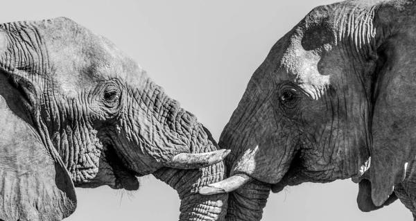 On ivory, follow the trafficking&hellip;