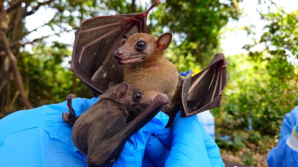photo of Evidence linking bats to Ebola inconclusive, scientist says. ‘Solution is not fear’ image