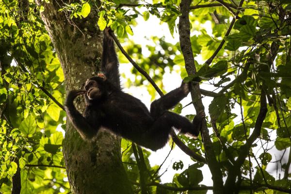 Indigenous peoples near Congo parks&hellip;