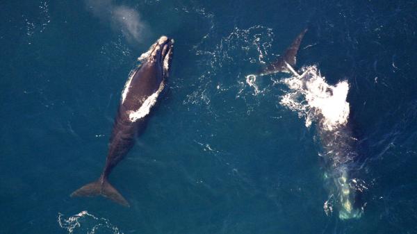 photo of Watchdog Accuses Trump's NOAA of 'Choosing Extinction' for Right Whales by Hiding Scientific Evidence image