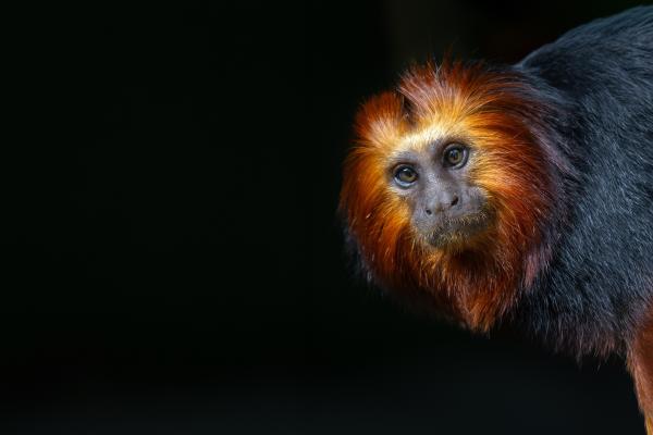 Endangered golden-headed lion tamarin:&hellip;