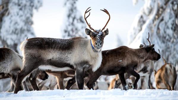 photo of Sweden Building Bridges to Help Reindeer Crossings image