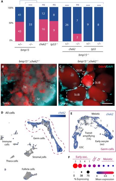 photo of Immune cells drive sex reversal in zebrafish, a discovery that could improve treatments for female infertility image