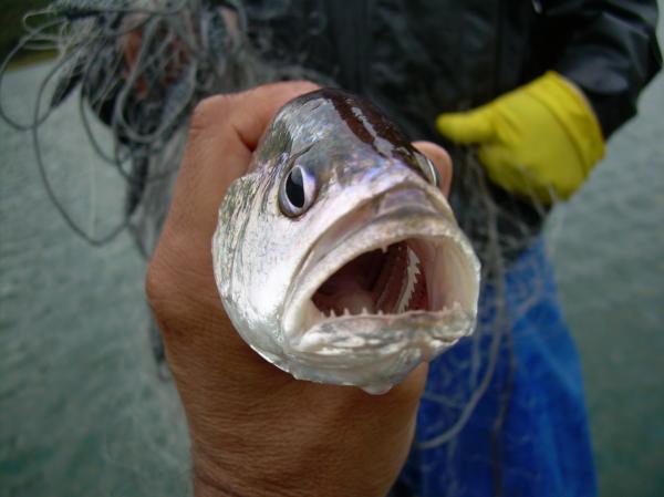 In a reservoir in Southeast Brazil,…