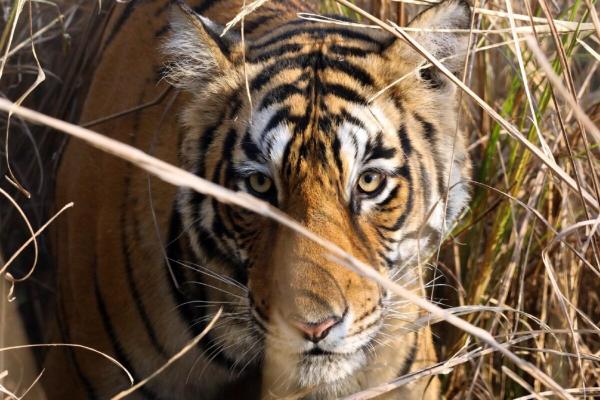Global tiger trafficking crisis worsens…