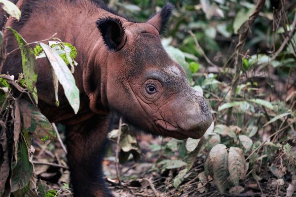 Pulp giant RGE admits possible&hellip;