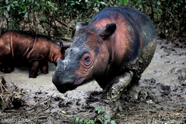 Can anyone save the Sumatran rhino?