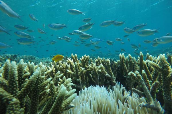 Global ocean acidification has passed…