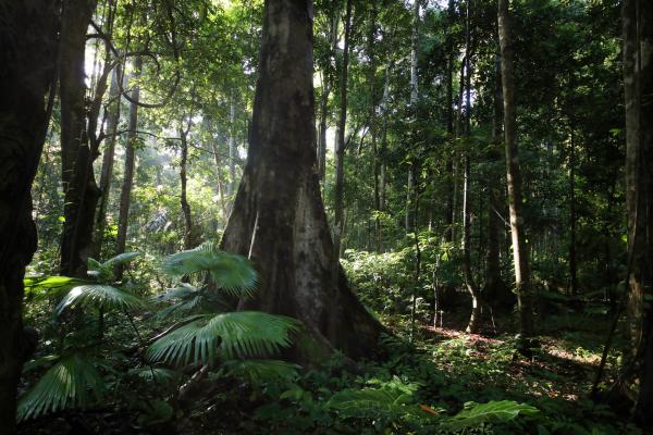 Forests, fires and fragile gains:&hellip;