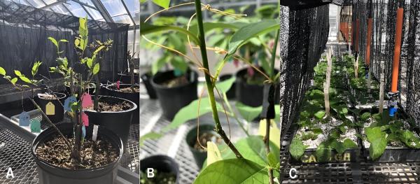 photo of Investigating the efficacy of methods to stimulate adventitious rooting of Lindera benzoin stem cuttings image