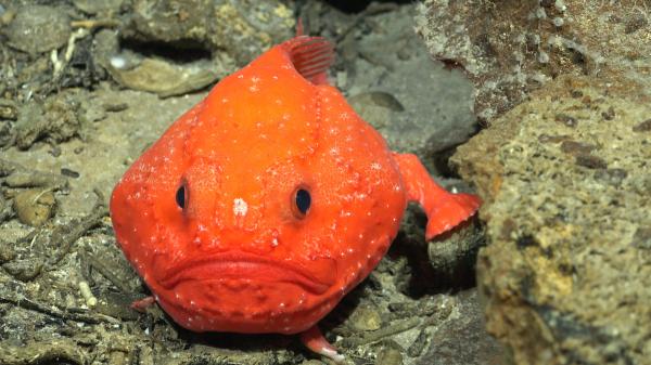 photo of Research team discovers more than 50 potentially new deep-sea species in one of the most unexplored areas of the planet image