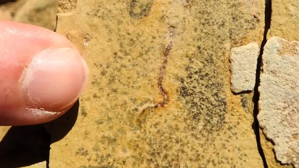 Stunning fossil discovery challenges the&hellip;