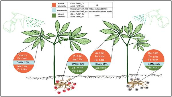 photo of Study finds iron oxide nanoparticles are useful for medicinal plant sustainability under toxic metal conditions image