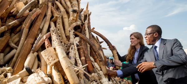 African environment programs still try…