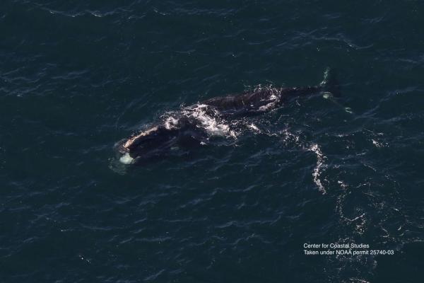 A rare right whale spotted off Ireland…