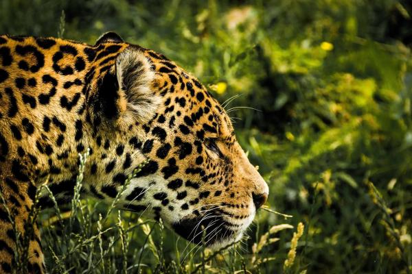 photo of Researcher: Big cats eat more monkeys in a damaged tropical forest, which threatens survival of primate populations image