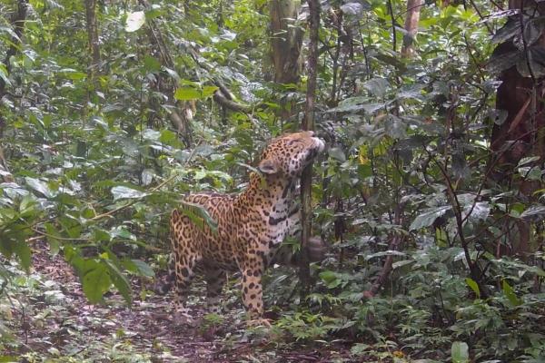 In Ecuador’s Yasuní, cameras reveal…