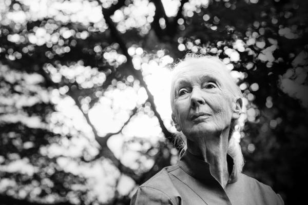 Jane Goodall quotes: Words from a…