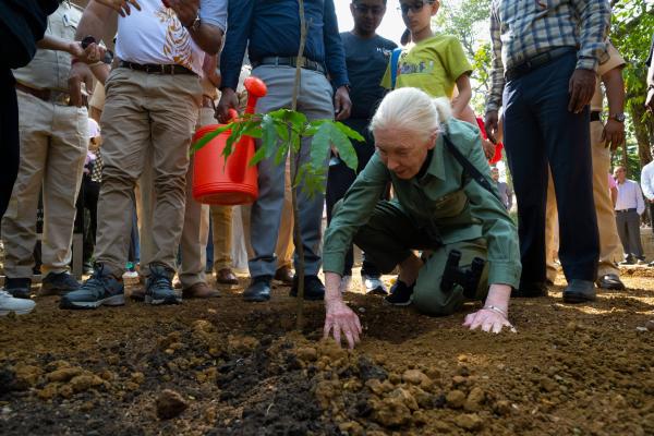 Today is Jane Goodall Day. Her movement continues.