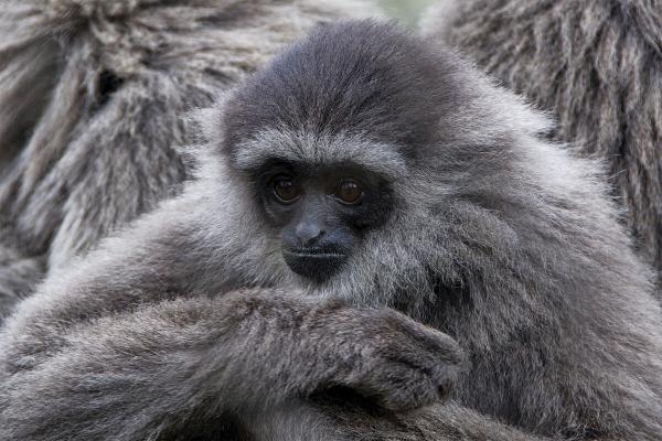 After years of silence, Indonesia moves…