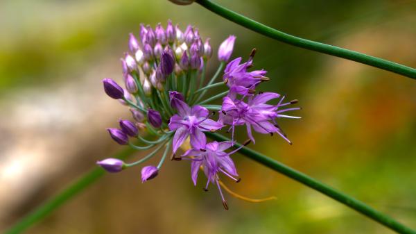 What’s jimbu? The herb that bolsters&hellip;