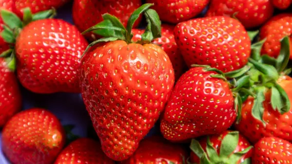 photo of DNA time stamps reveal the strawberry’s surprising origins image