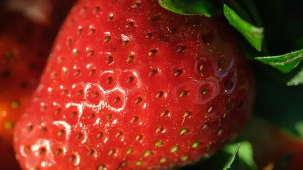 photo of Scientists boost strawberry flavor and nutrition without changing growth image