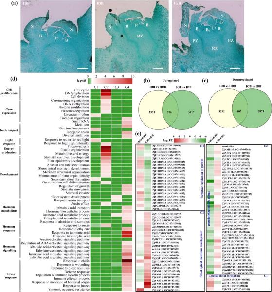 photo of Jujube witches' broom phytoplasmas inhibit ZjBRC1-mediated abscisic acid metabolism to induce shoot proliferation image