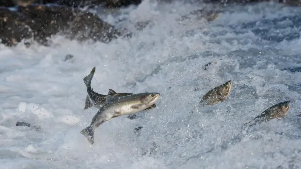 Salmon’s secret superfood is smaller…