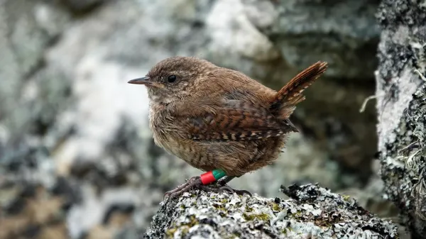 photo of Scottish wrens may be evolving into new species through island gigantism image