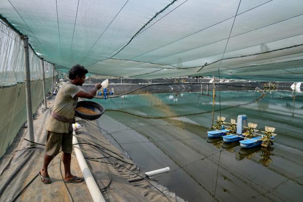 For Indian communities, fishmeal…