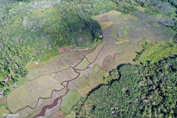 Smallholders are not the weak link in forest protection…